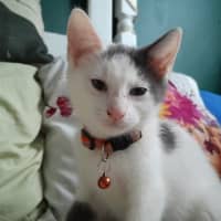 Photo of Oliver