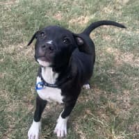 Photo of Dodger