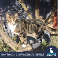 Photo of Tiddles   13 Year Old Domestic Short Hair