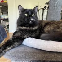 Photo of Evie   In Foster Care In Bentleigh East