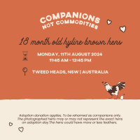 Photo of Rescue Hens