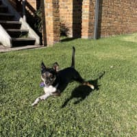 Photo of Valo   3 Year Old Fox Terrier X