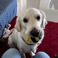 Photo of Luna   2 Year Old Golden Retriever