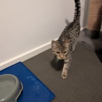 Photo of Milo