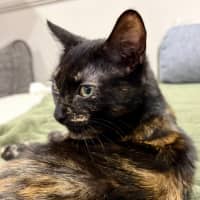 Photo of Magnolia 