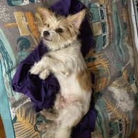 Photo of Muppet