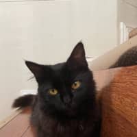 Photo of Bagheera