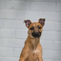 Photo of Mishka