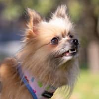 Photo of Jinx Everhart