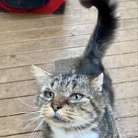 Photo of Bartholomew Ragamuffin