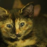 Photo of Fleur