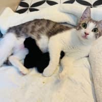 Photo of Pixie 🧚🏻 The Princess 👑 