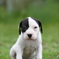 Photo of Obi