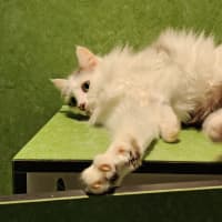 Photo of Bon