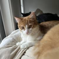 Photo of Oro