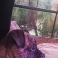 Photo of Diego   3 Month Old Staffy X Pug (Trial