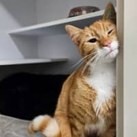 Photo of Alfred