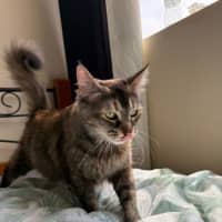 Photo of Biscuit