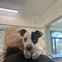 Photo of Dixie