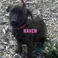 Photo of Raven 
