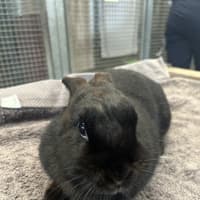 Photo of Moppsy