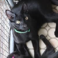 Photo of Benny   Pet Quarters Broadmeadow 