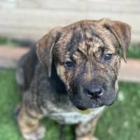 Photo of Cayman