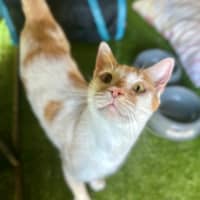 Photo of Biscuit
