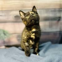 Photo of Nova   Located In Preston 