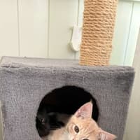 Photo of Marshmallow