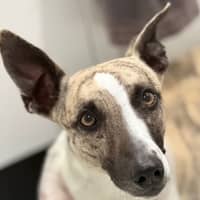 Photo of Whiskey