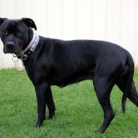 Photo of Gracie