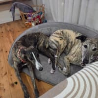 Photo of Maia, The Greyhound