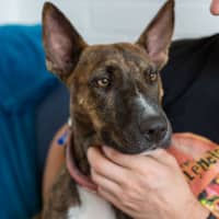 Photo of Pepper   2 Year Old Staffy X