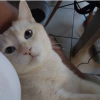 Photo of Ollie