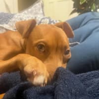 Photo of Rebel   8 Month Old American Staffy X