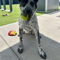 Photo of Buddy