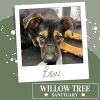 Photo of Bow