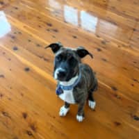 Photo of Lucy   10 Month Old Staffy X