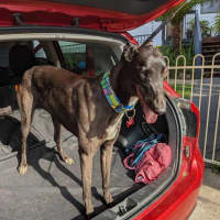 Photo of Angie, The Greyhound