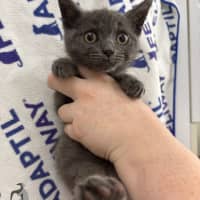 Photo of Stumpy Stella