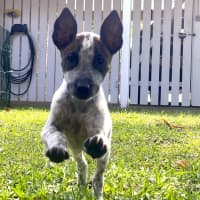 Photo of Chilli