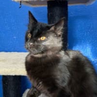 Photo of Sage