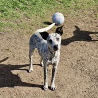 Photo of Scruffy