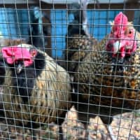 Photo of Four Roosters