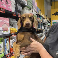 Photo of Milo   8 Year Old Dachshund