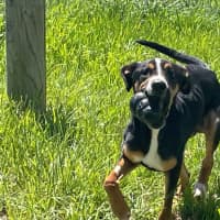 Photo of Bruno