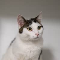 Photo of Daisy