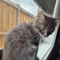 Photo of Dusty