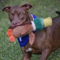 Photo of Turbo *$250 Adoption Fee*